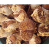 C.pellucidum (Silverfontein) - Seed